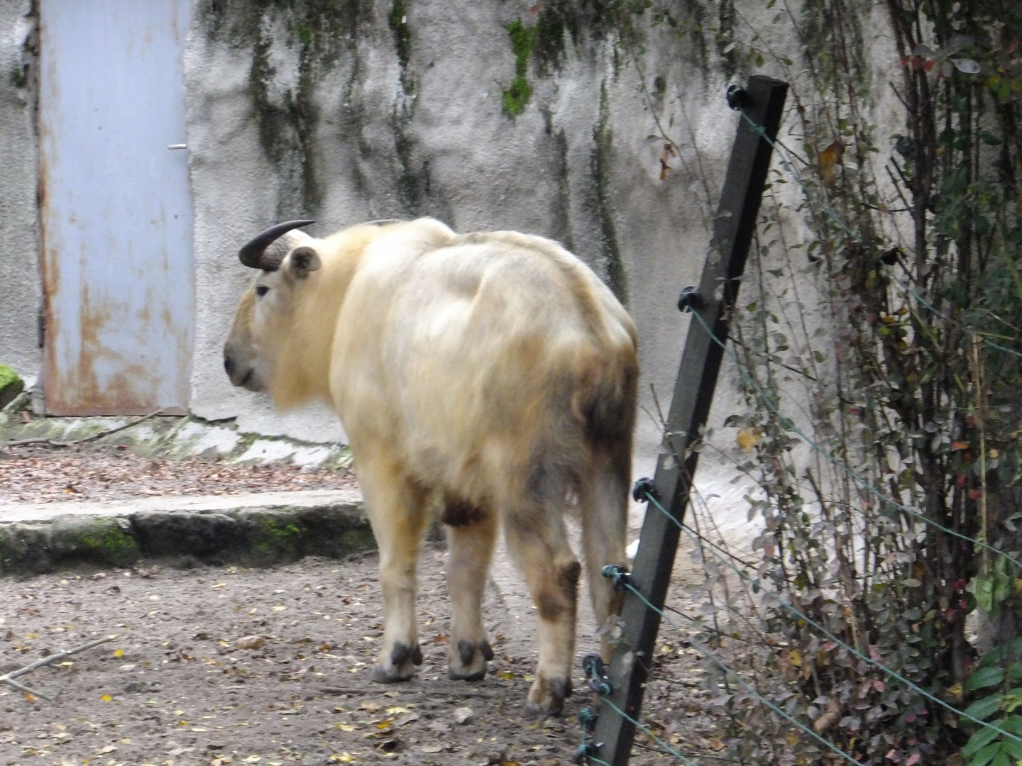 Janek (Golden takin)
