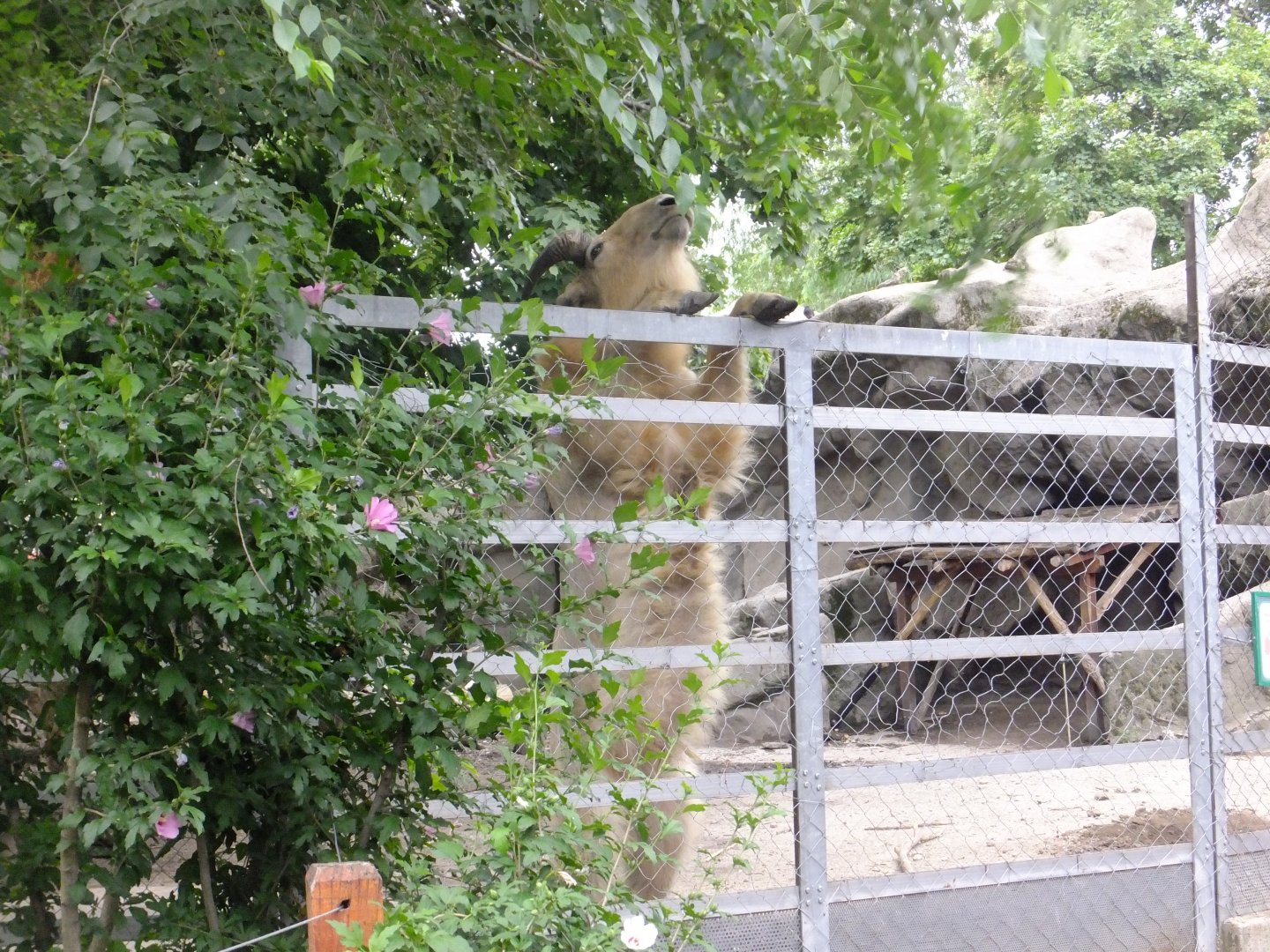 Janek stands on two legs 1.