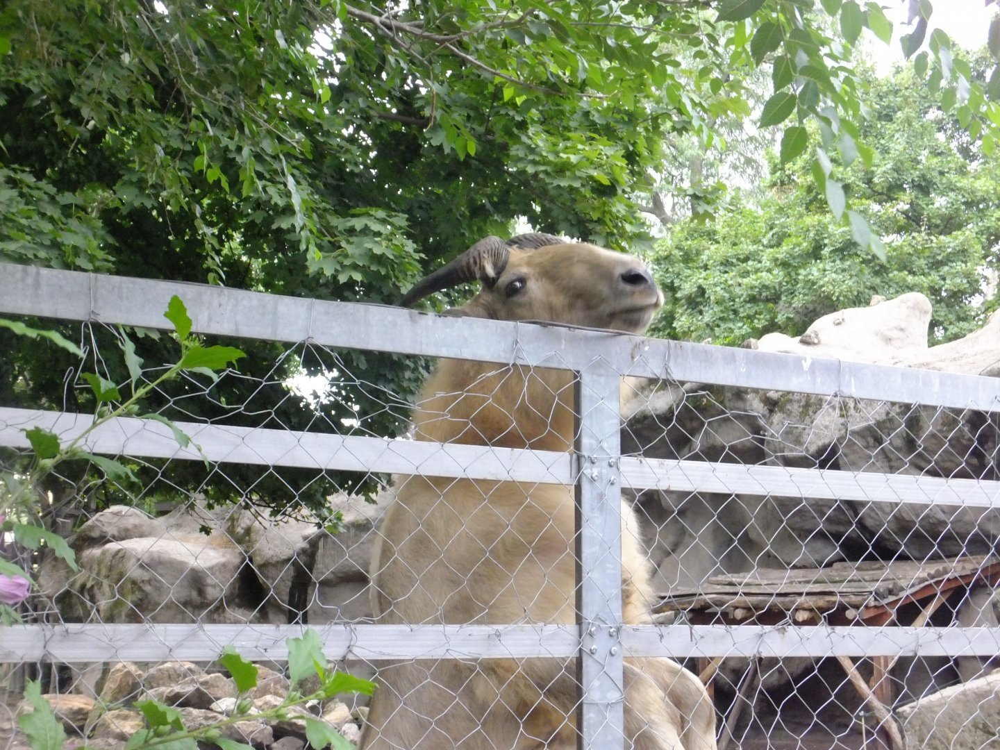 Janek stands on two legs 2.