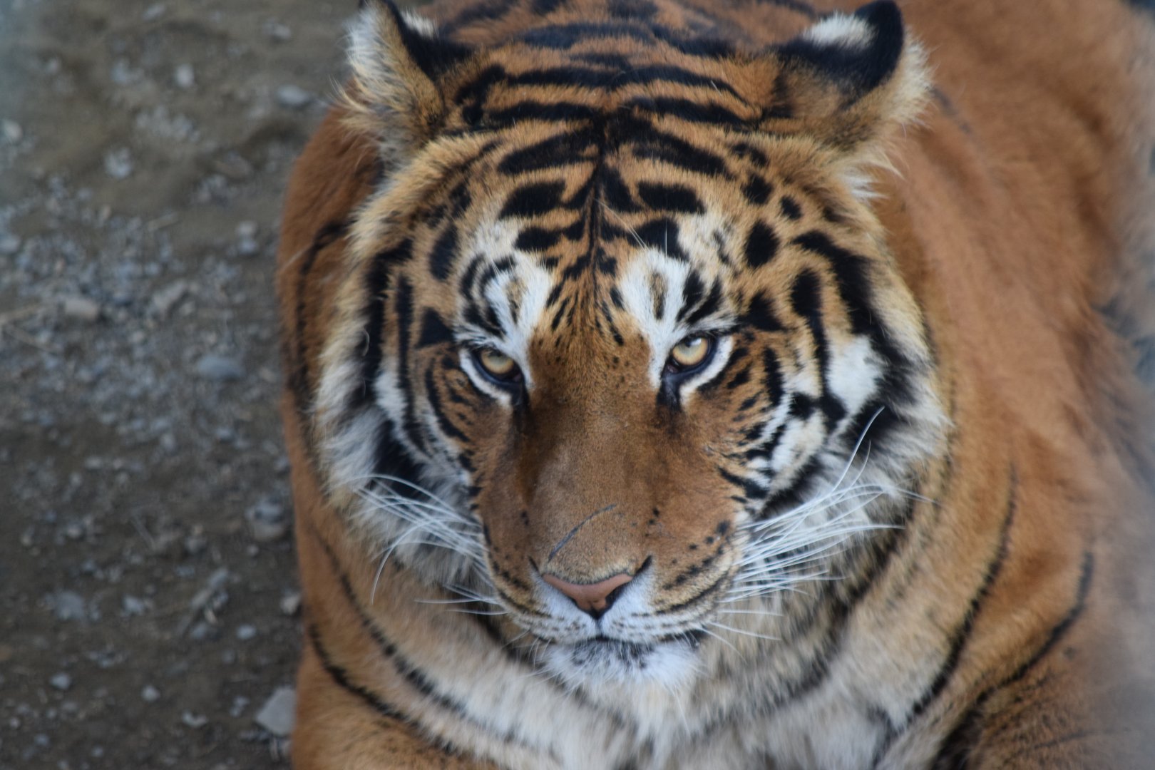 Jang-mi, the tigress