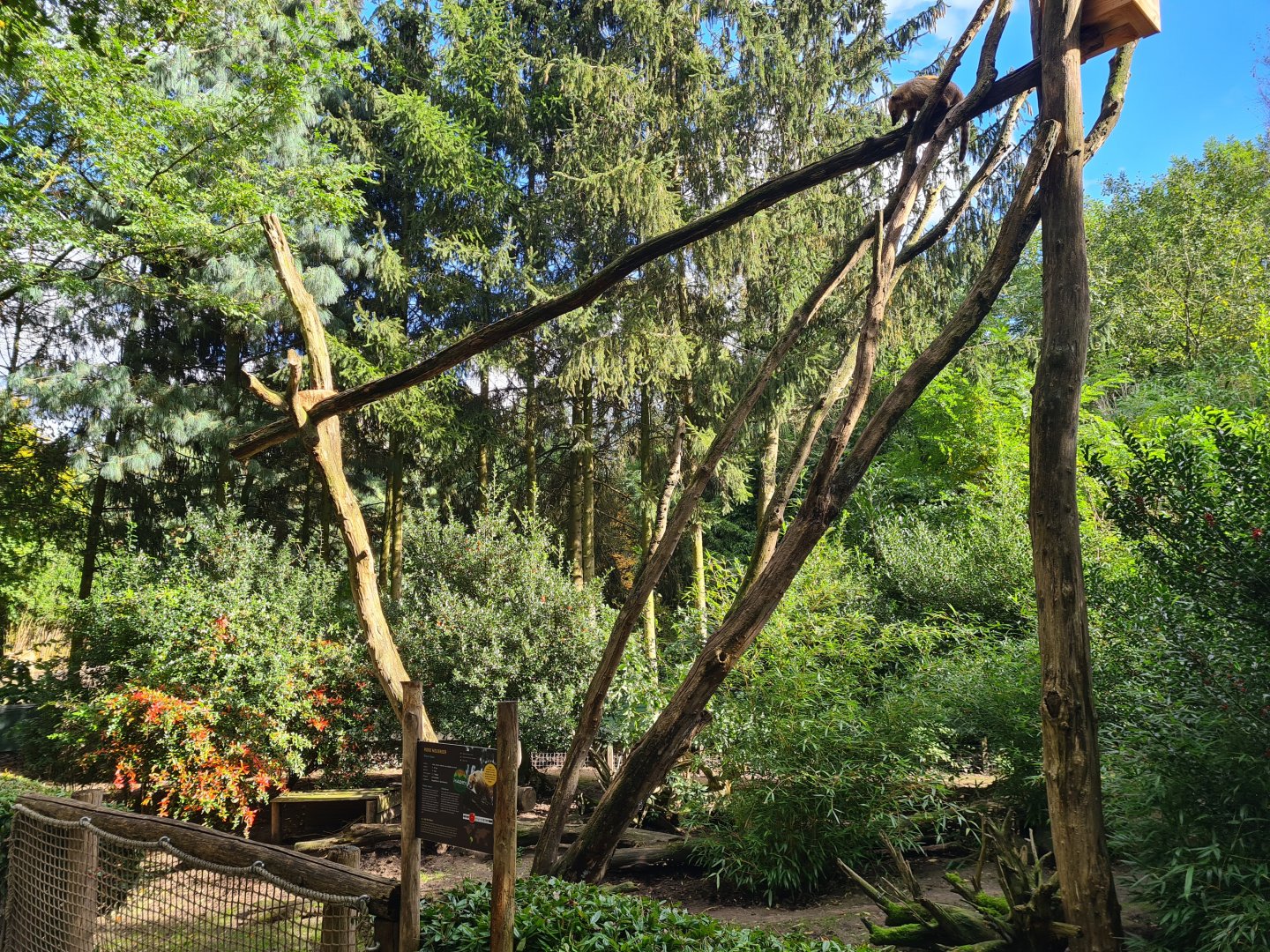 Jangalee - Coati habitat