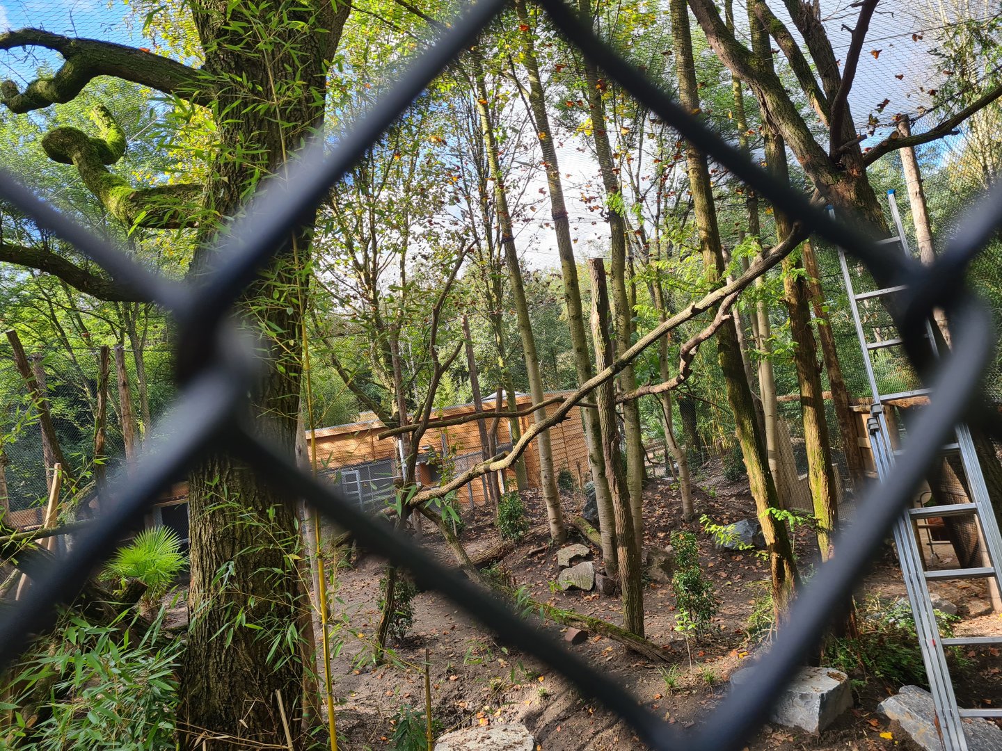 Jangalee - Future Clouded leopard habitat