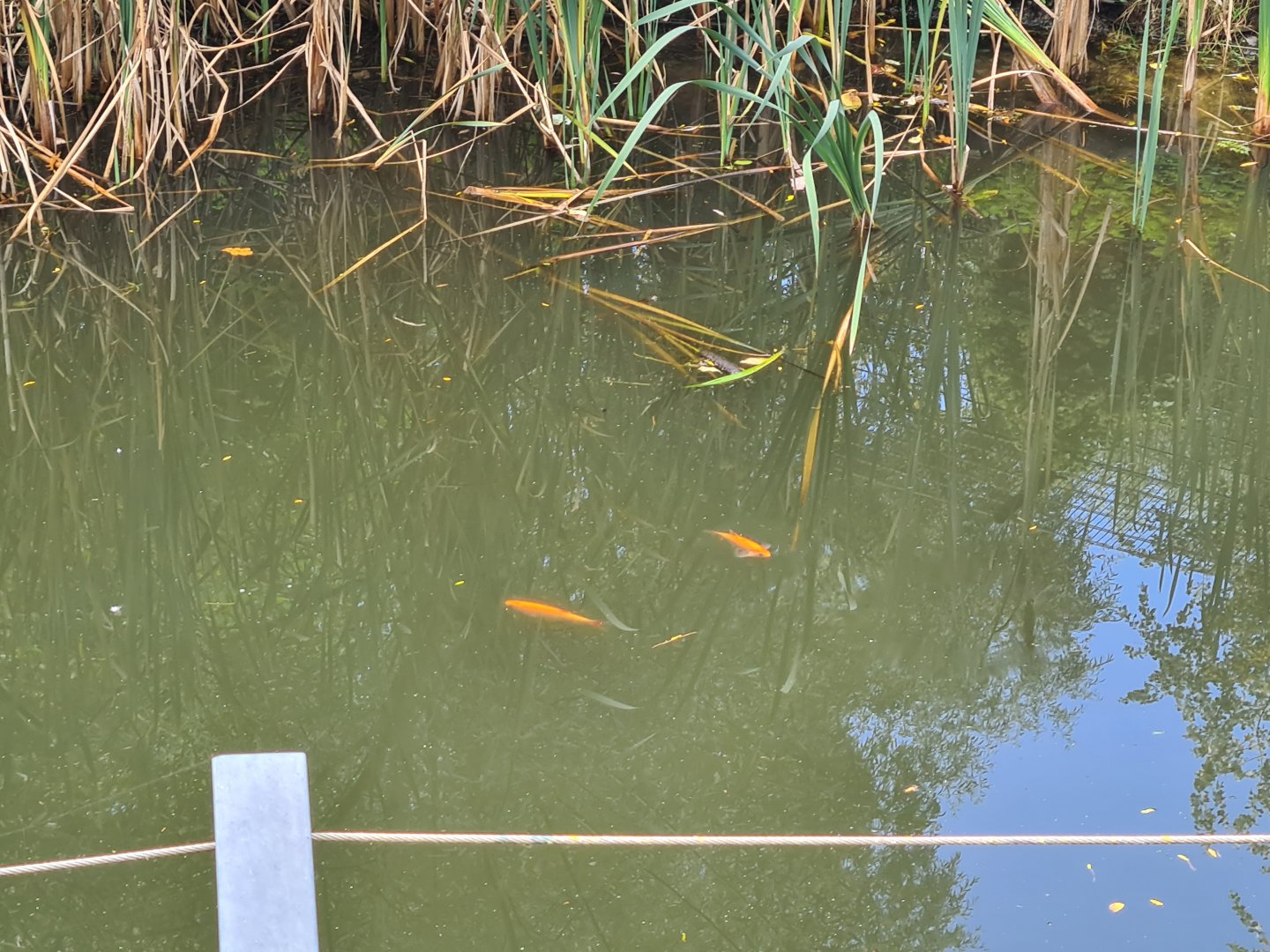 Jangalee - Golden orfes in White tiger habitat