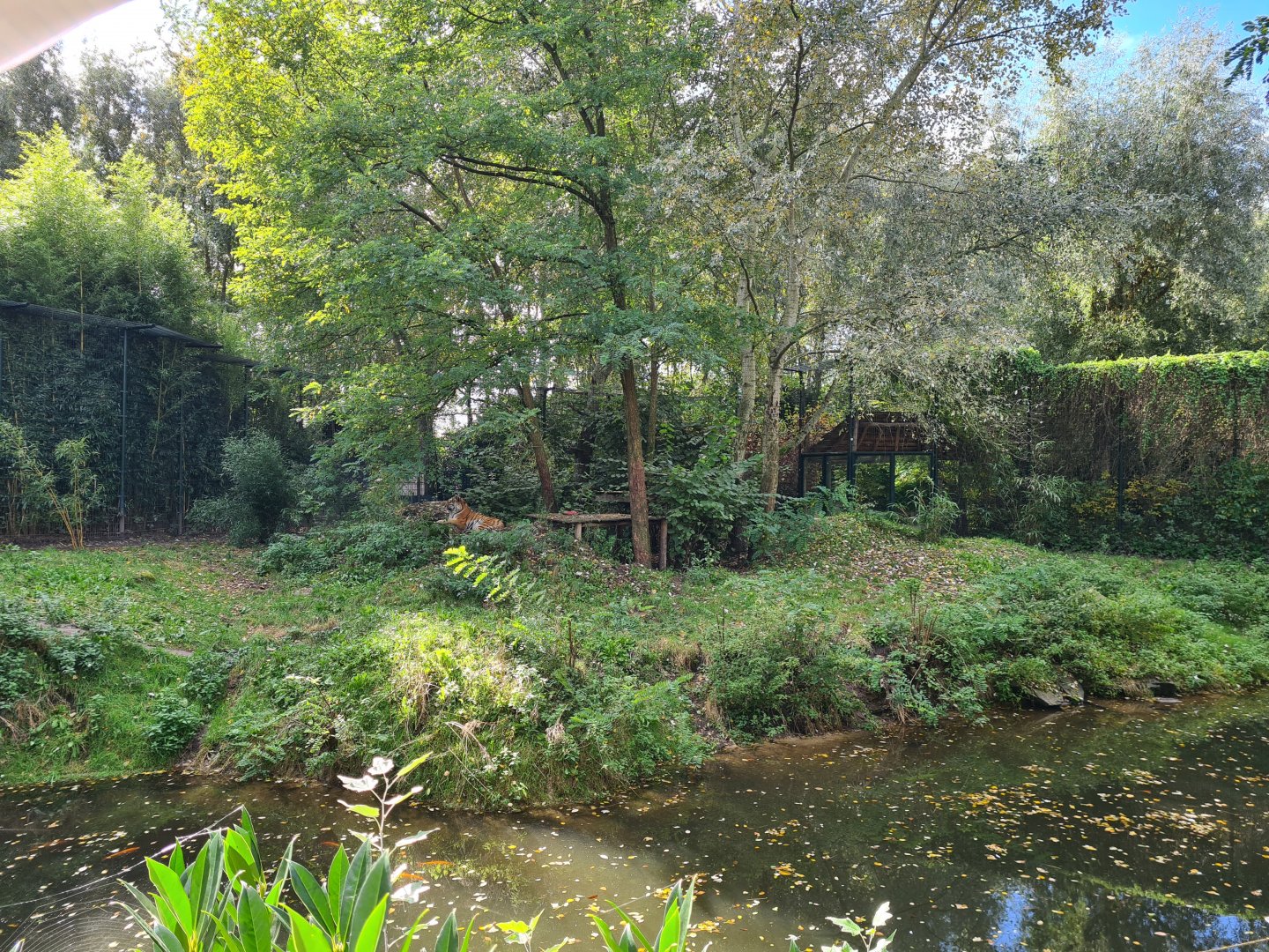 Jangalee - Siberian tiger habitat