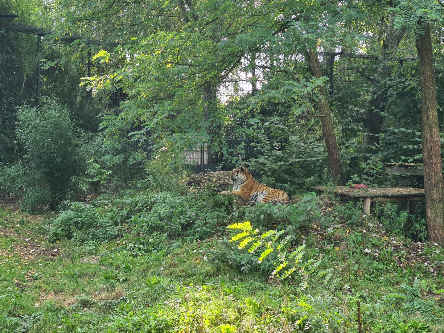 Jangalee - Siberian tiger