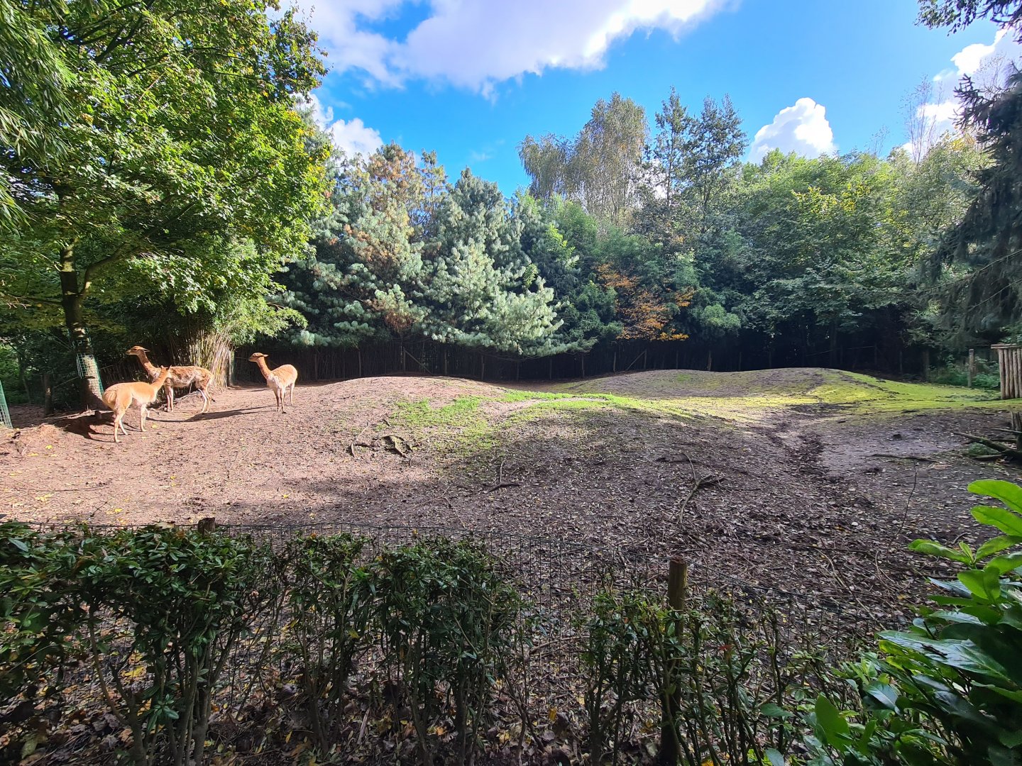 Jangalee - Vicuña habitat