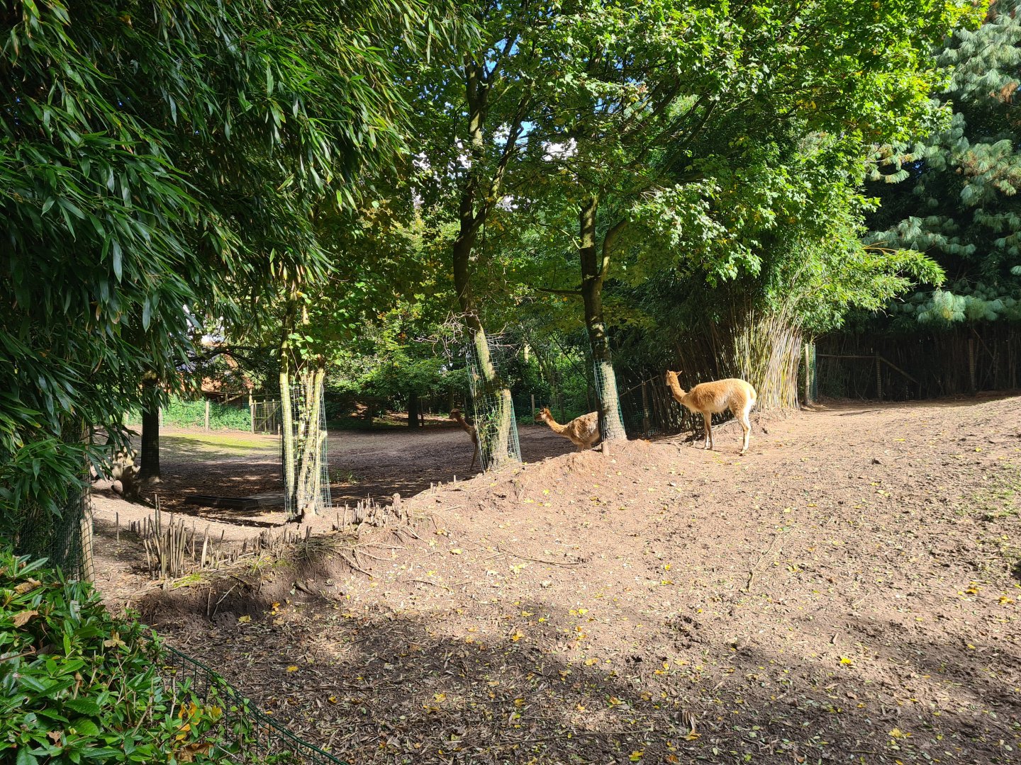 Jangalee - Vicuña habitat