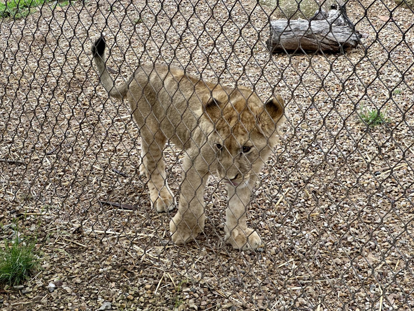 Jango (African lion)