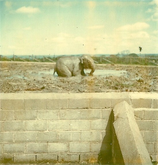 Jangoli 1975