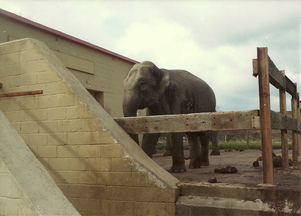 Jangoli earlyish 1980s