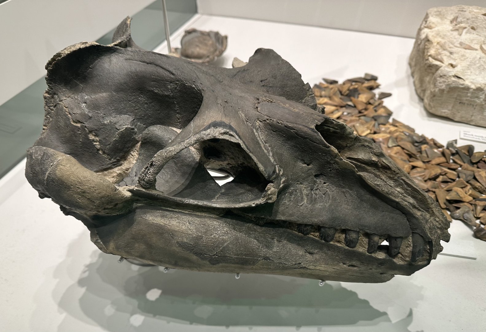 Janjucetus (Skull)