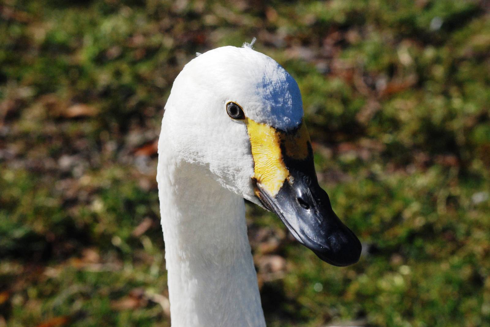 Jankowski's Swan at Blackbrook, 21/10/12