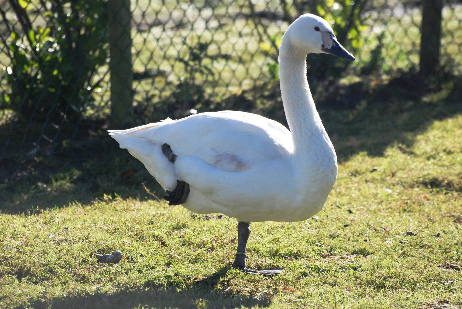 Jankowski's Swan at Blackbrook, 21/10/12