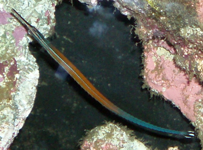 Jann's Pipefish (Doryrhamphus jannsi)