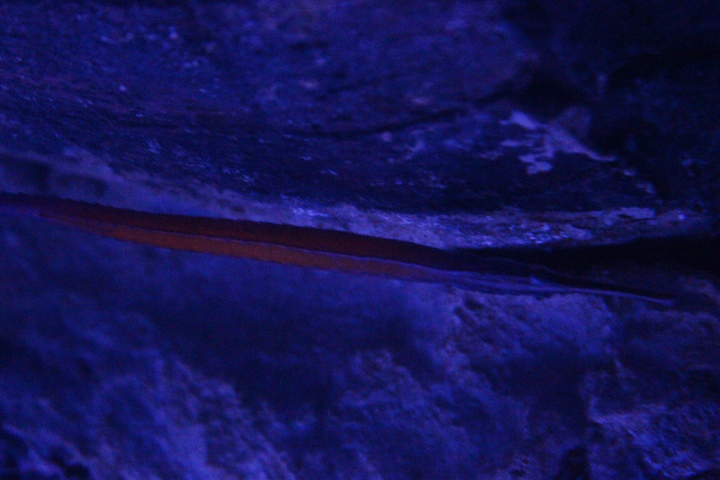 Jann's pipefish (Doryrhamphus janssi)