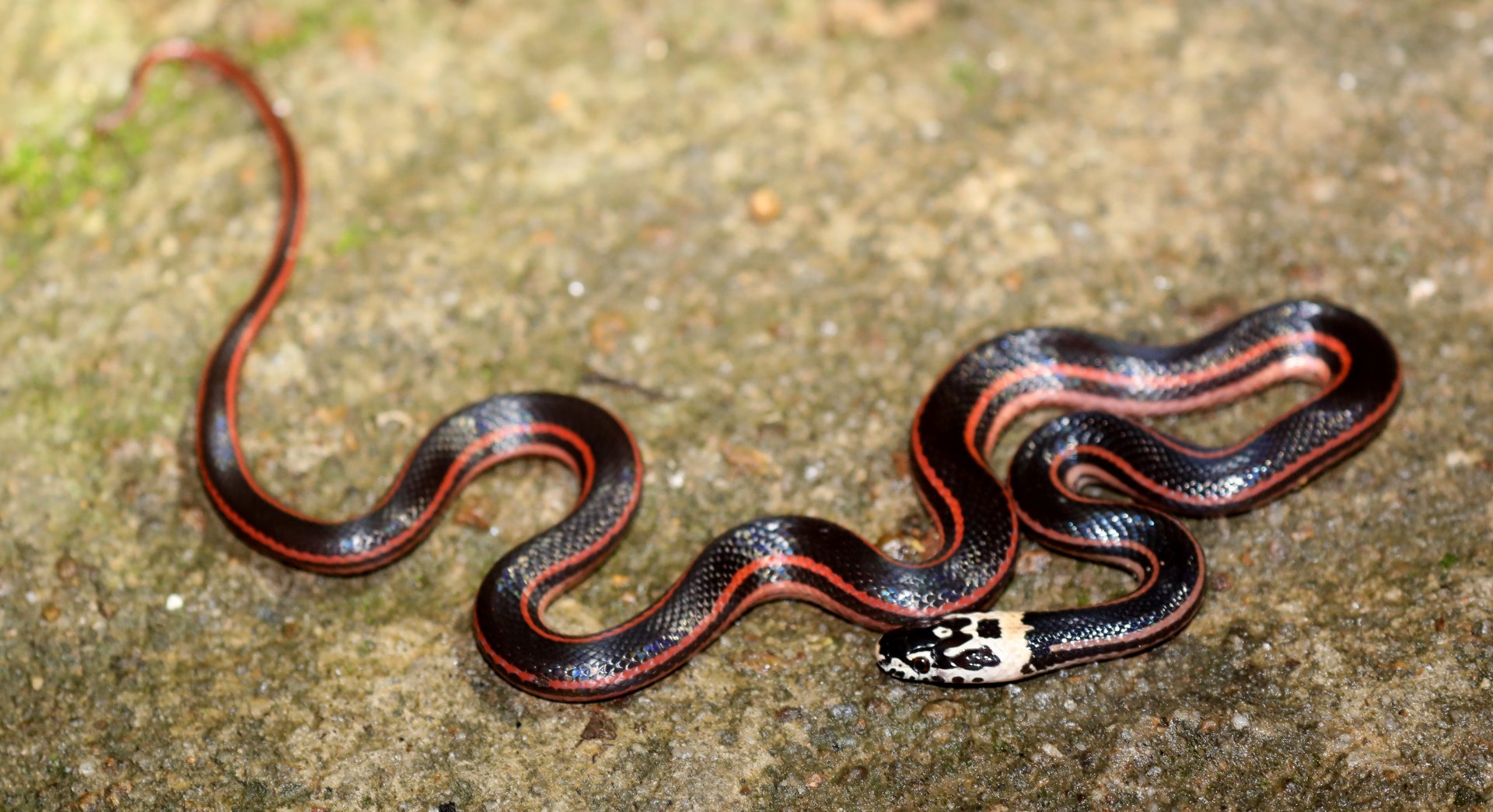 Jan's snake (Elapotinus picteti)