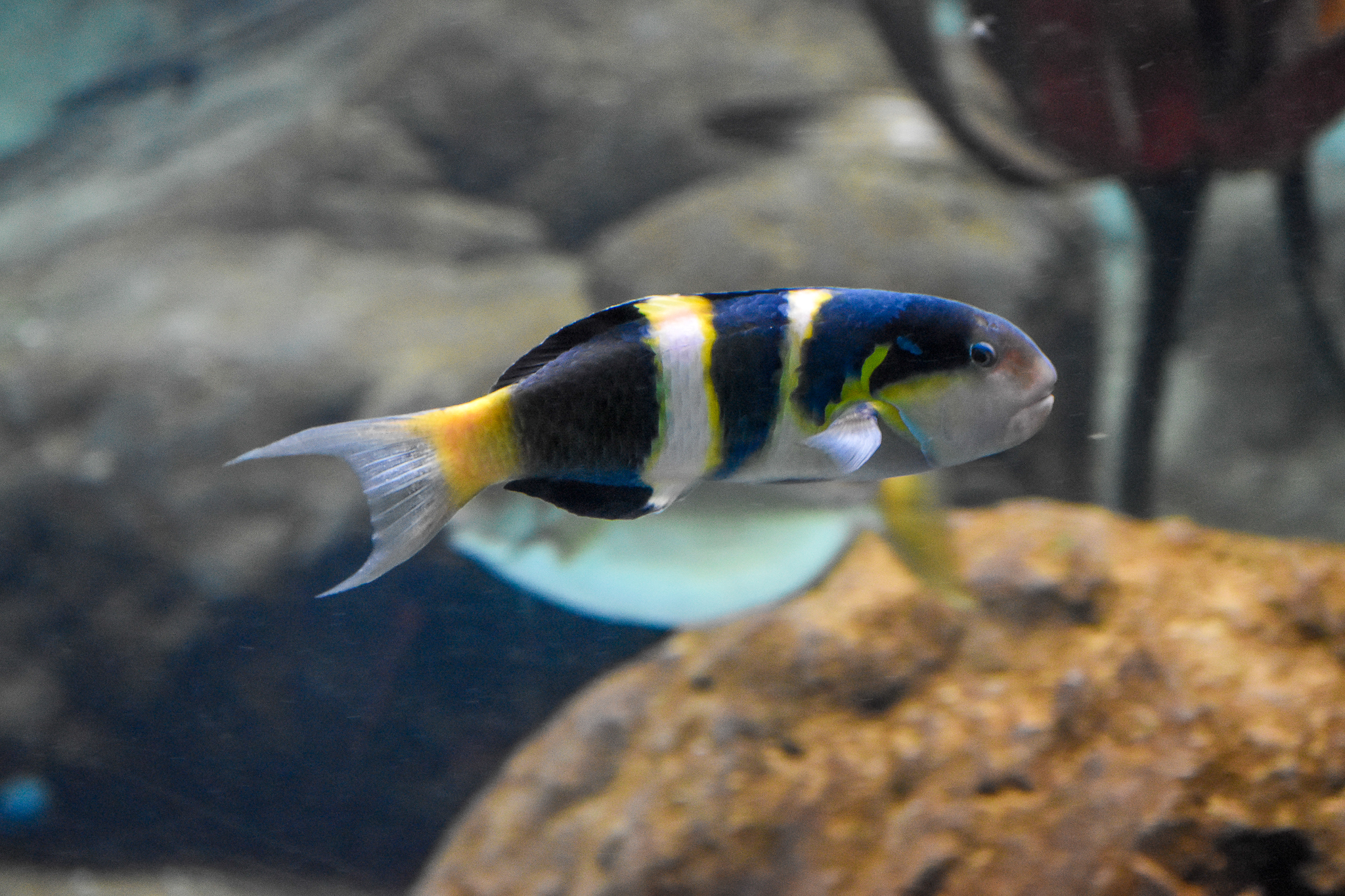 Jansen's Wrasse (Thalassoma jansenii)