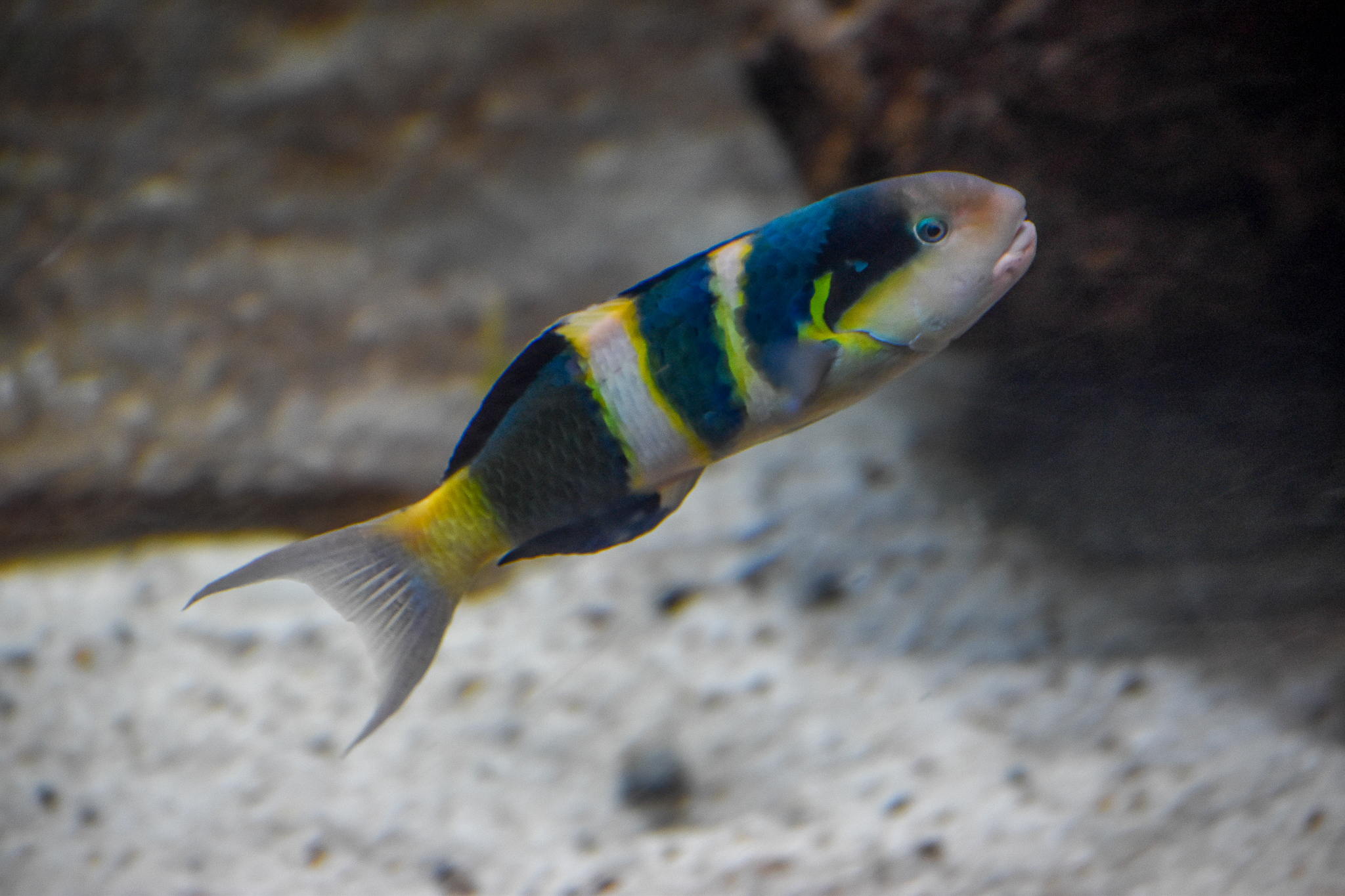 Jansen's Wrasse (Thalassoma jansenii)