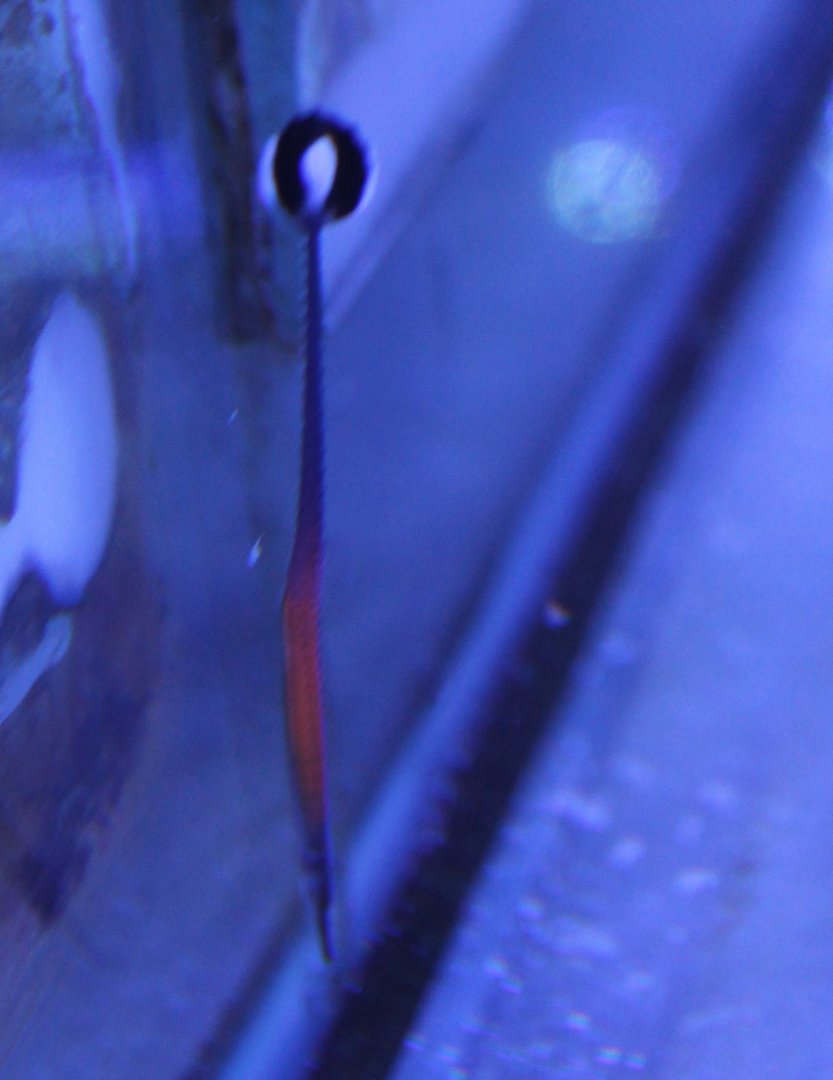 Janss' pipefish - Doryrhamphus janssi