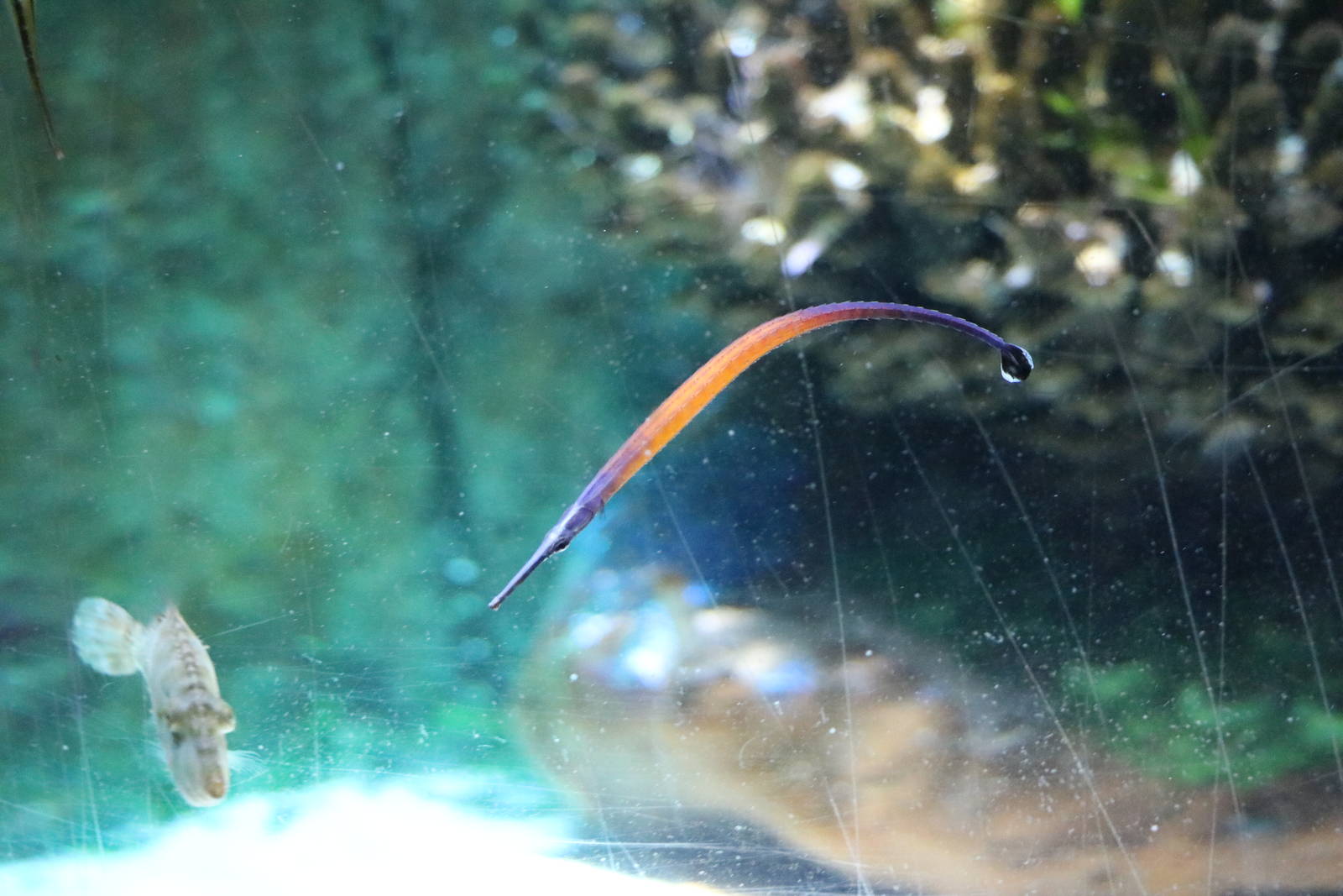 Janss's pipefish, January 2016