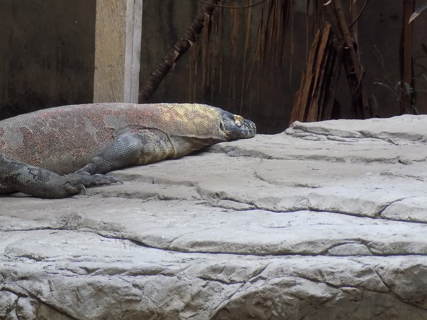 Jantan the Komodo Dragon