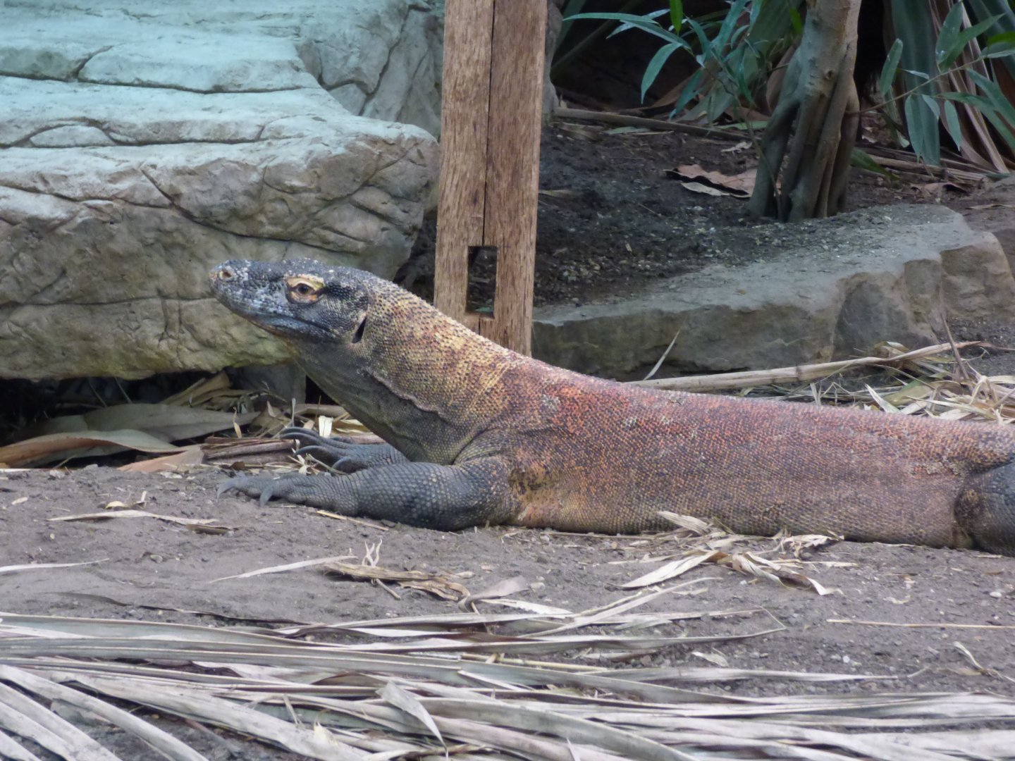 'Jantan' the Komodo Dragon