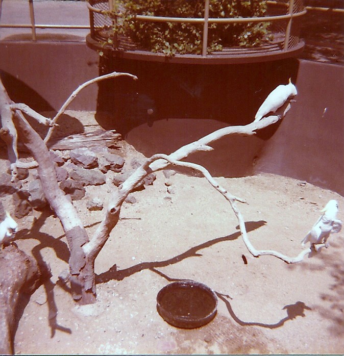 January 1, 1979 - Cockatoo Exhibit - Children's Zoo