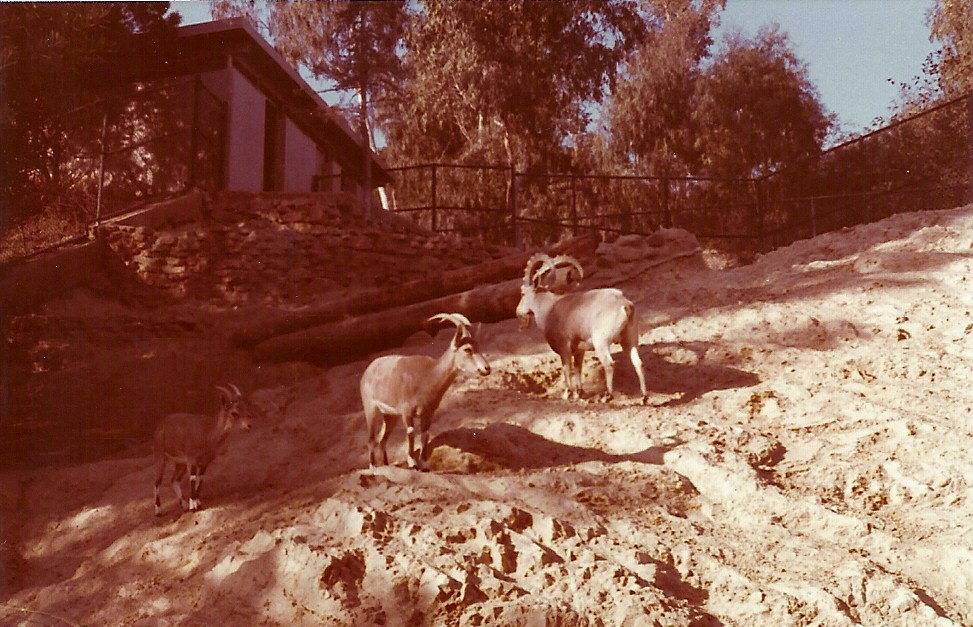 January 1, 1979 - Hillside Exhibit