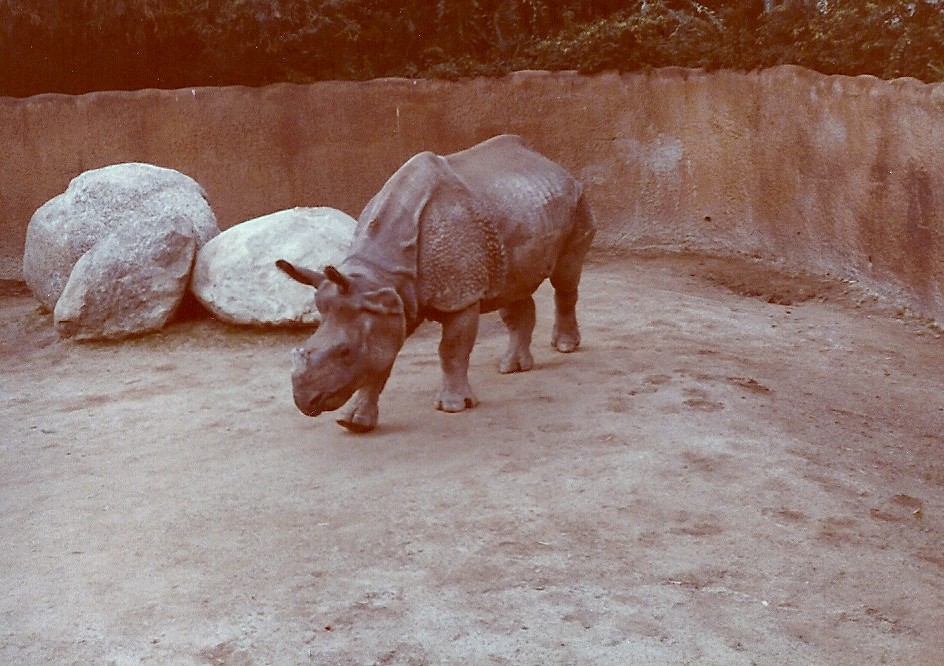 January 1, 1979 - Indian Rhinoceros
