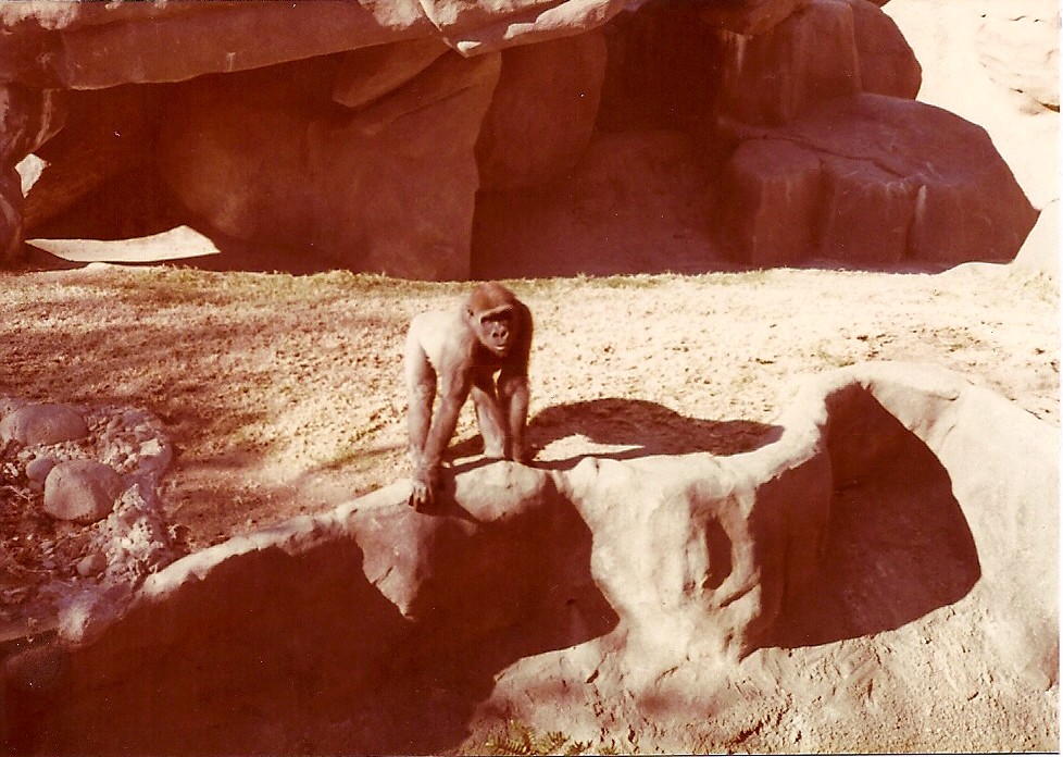 January 1, 1979 - Lowland Gorilla