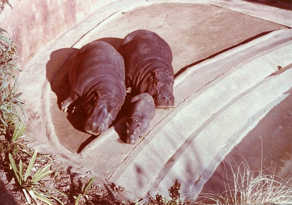 January 1, 1979 - Nile Hippopotamus