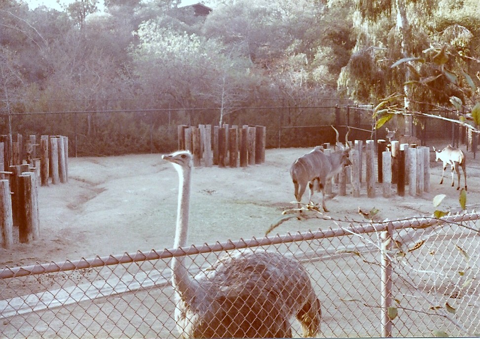 January 1, 1979 - Ostrich/Greater Kudu
