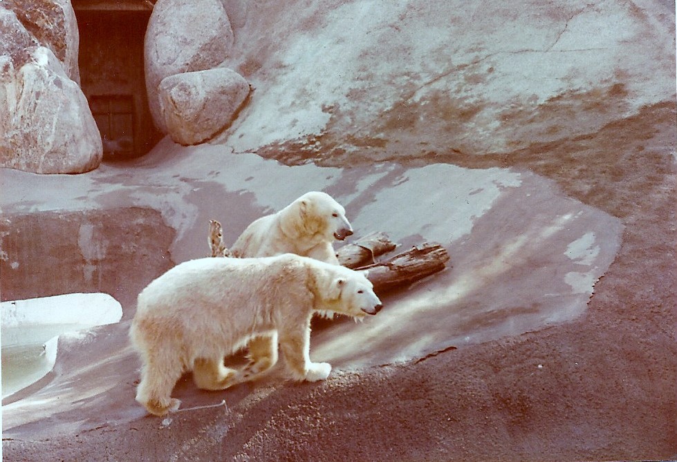 January 1, 1979 - Polar Bears