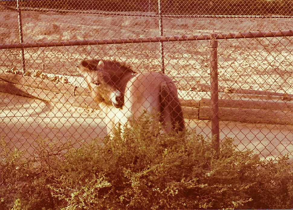 January 1, 1979 - Przewalski's Horse