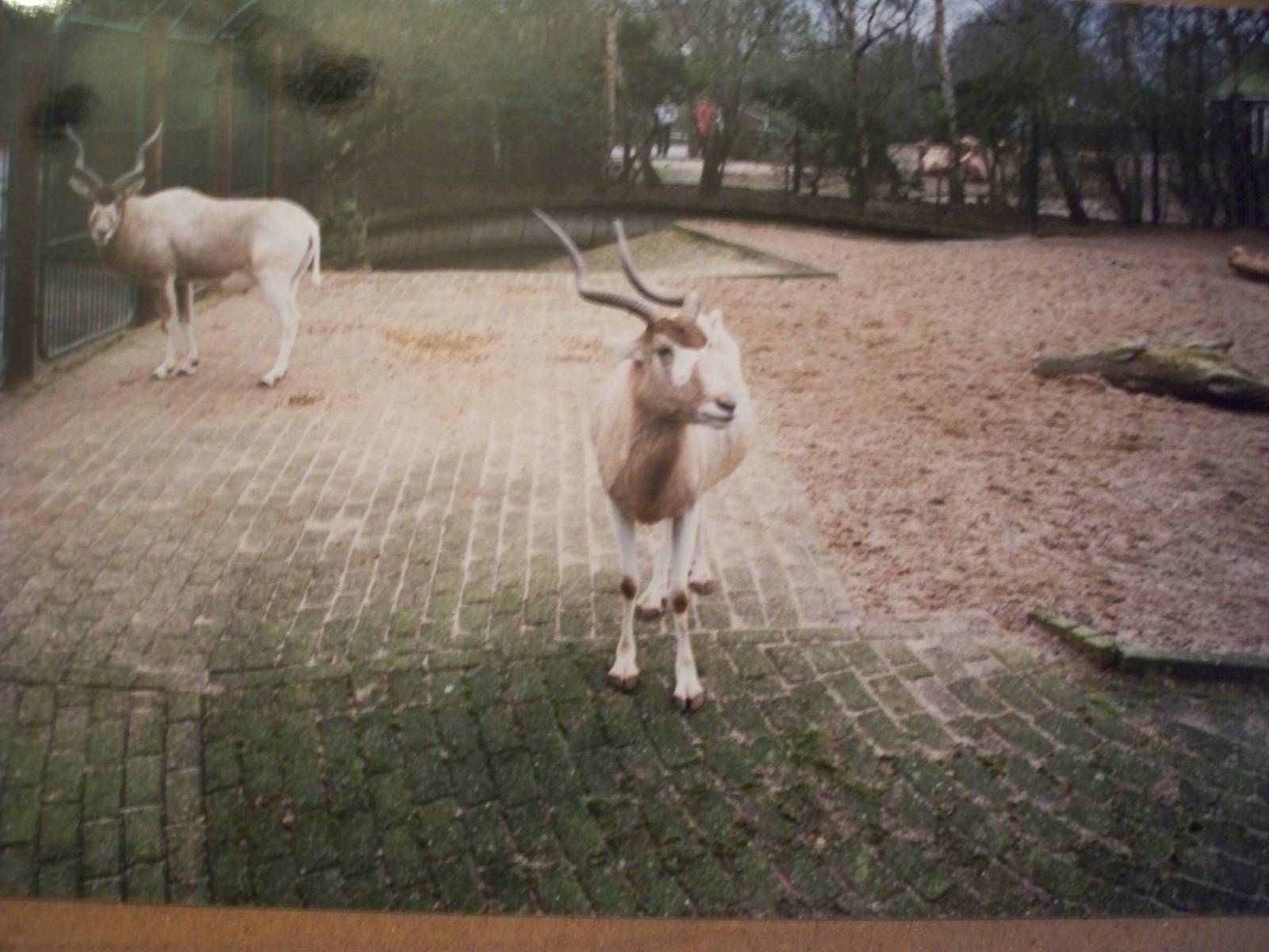 January 1988 Addax