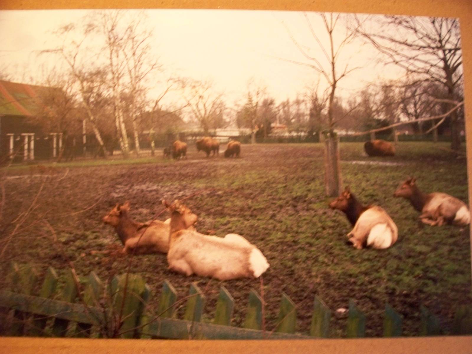 January 1988 Elk and Bison?