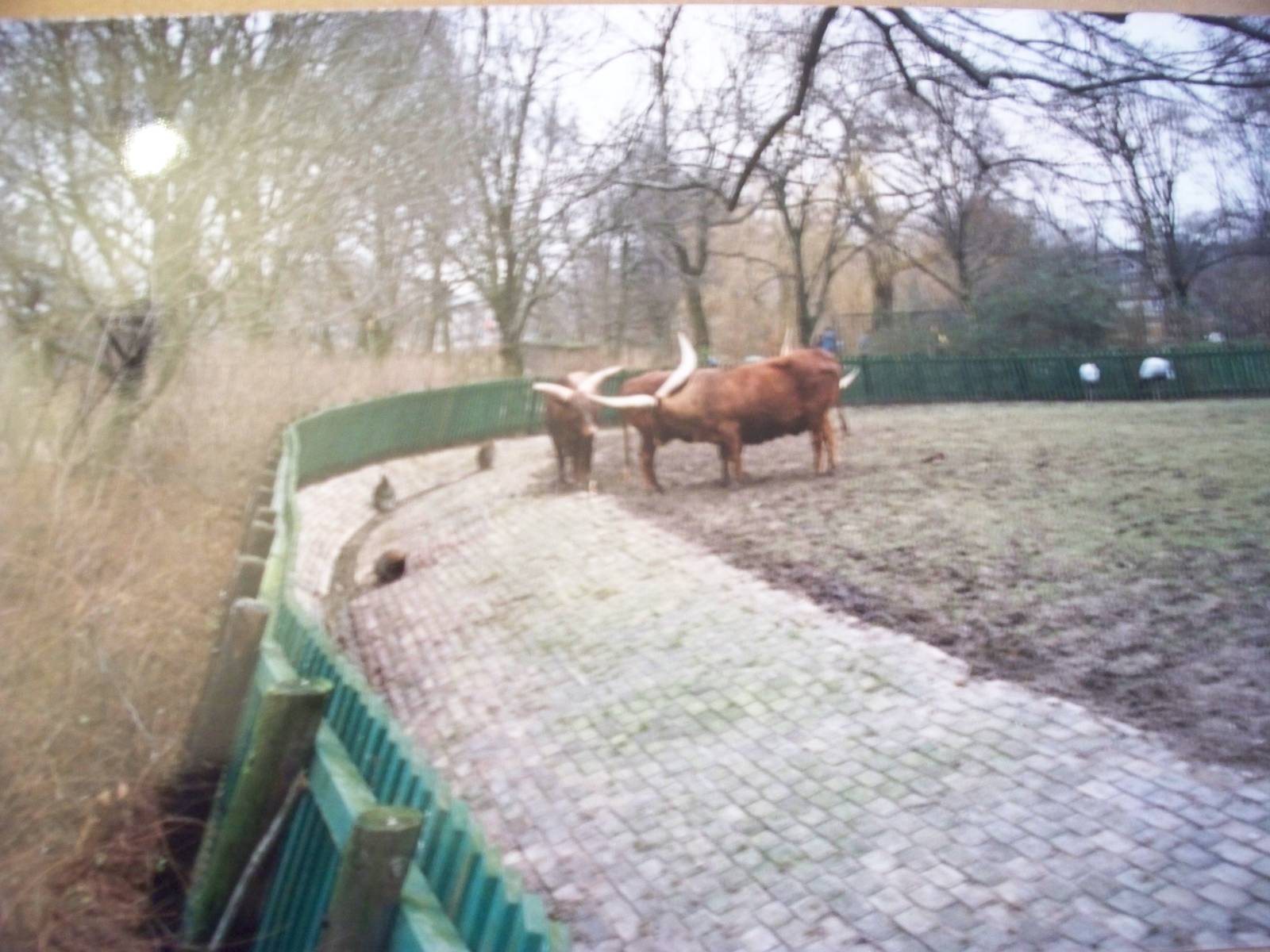 January 1988 Red crowned cranes and ankole cattle