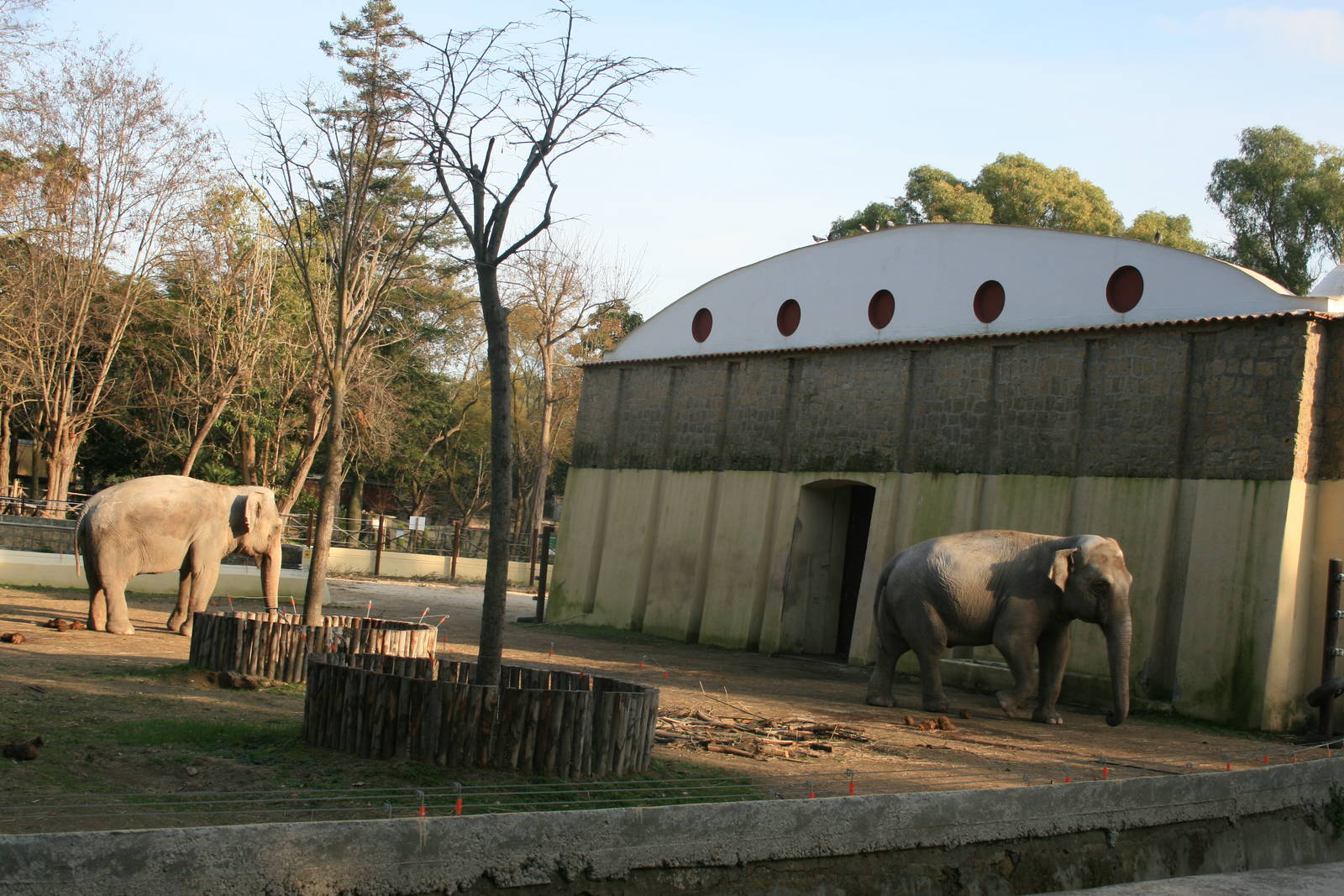January 2016 New elephant outdoor