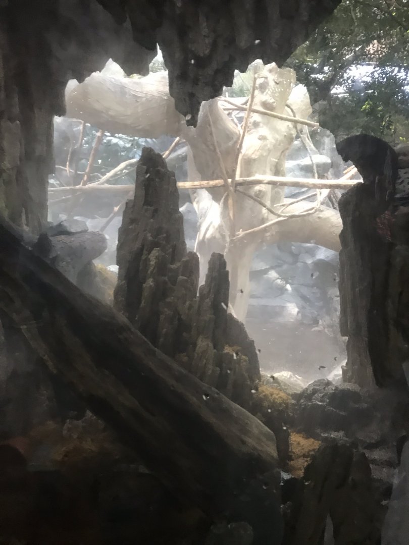 January 2019 tropics trail tomato frog & leaf tailed gecko exhibit