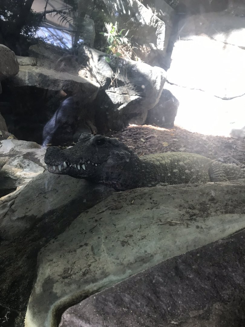 January 2019 tropics trail west African dwarf crocodile