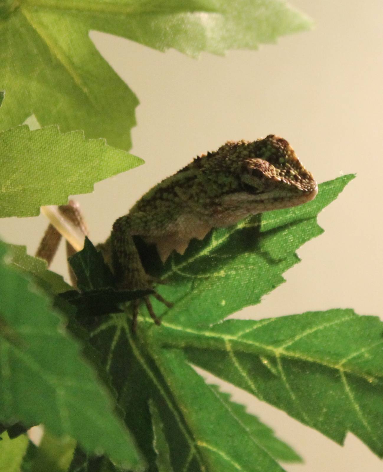 Japalura Tree dragon