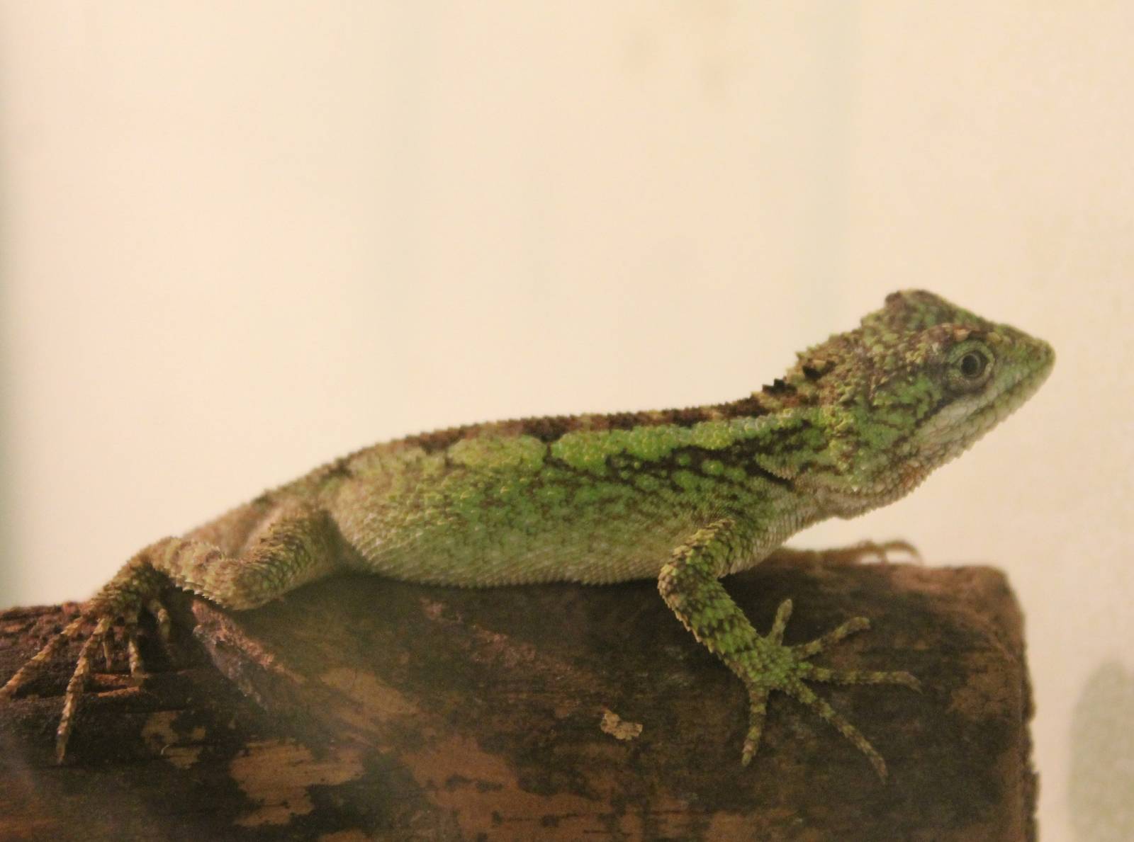 Japalura tree dragon