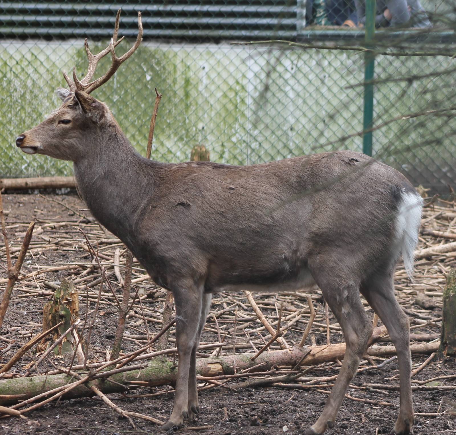 Japan sika male
