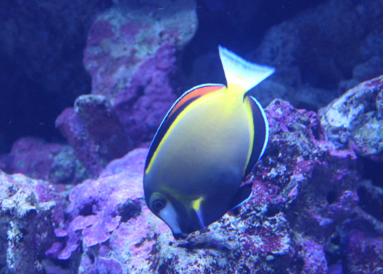 Japan Surgeonfish (Acanthurus japonicus)