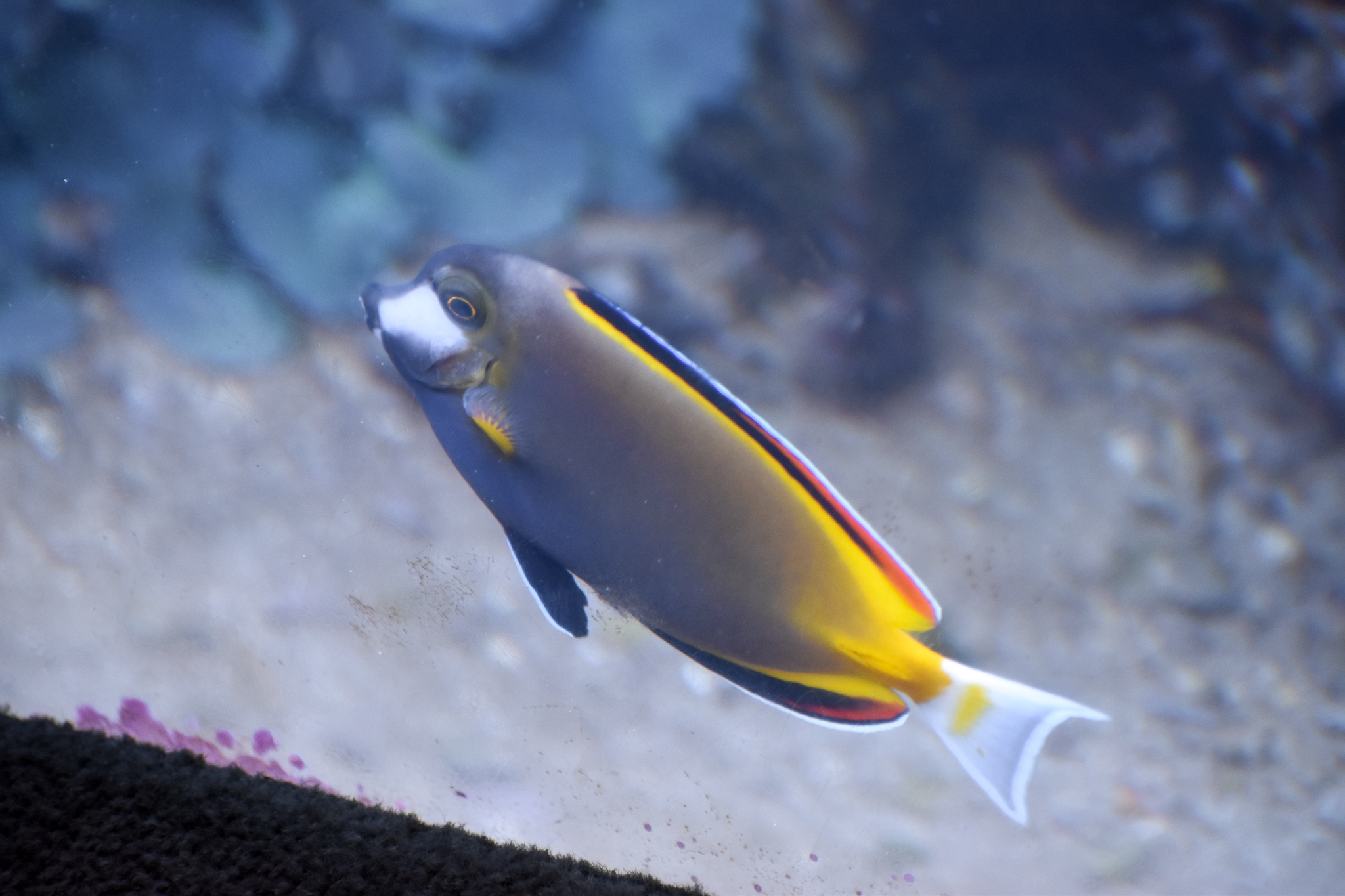 Japan Surgeonfish