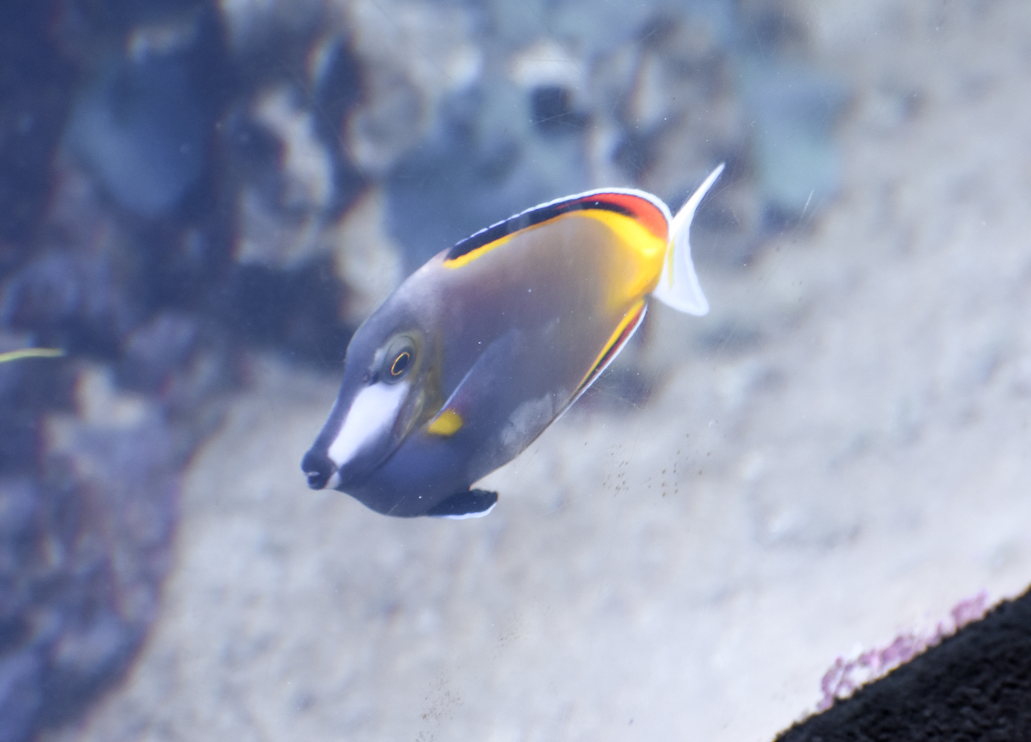 Japan Surgeonfish