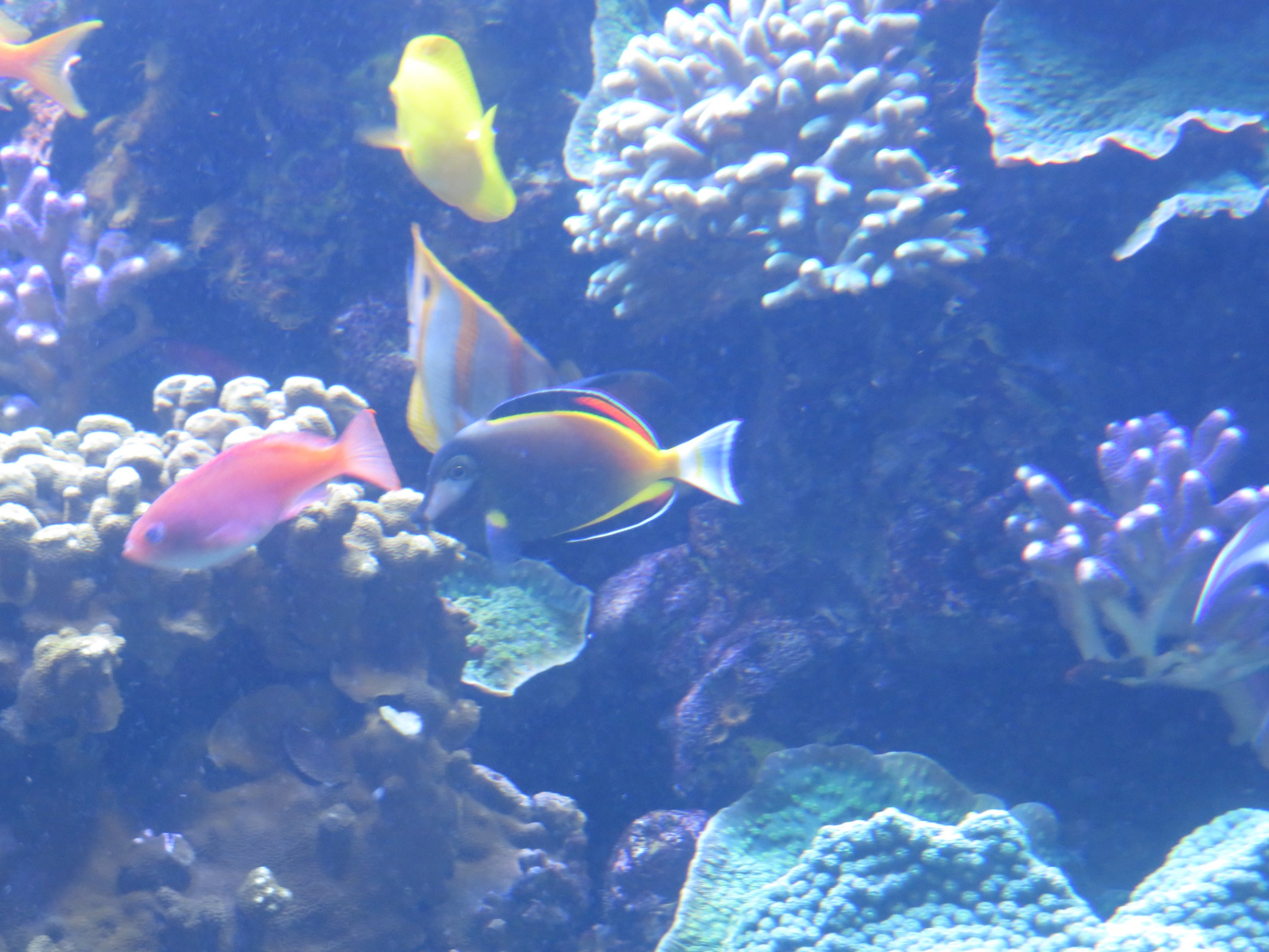 Japan Surgeonfish