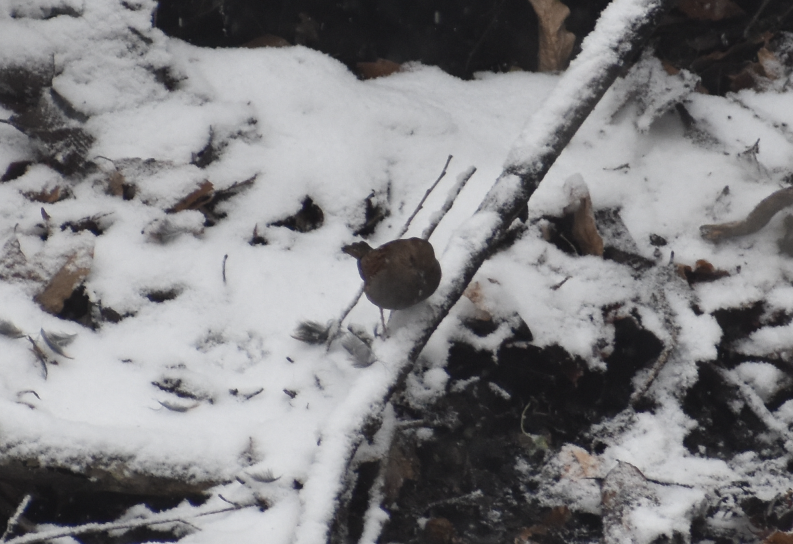 Japanese Accentor ~ Karuizawa
