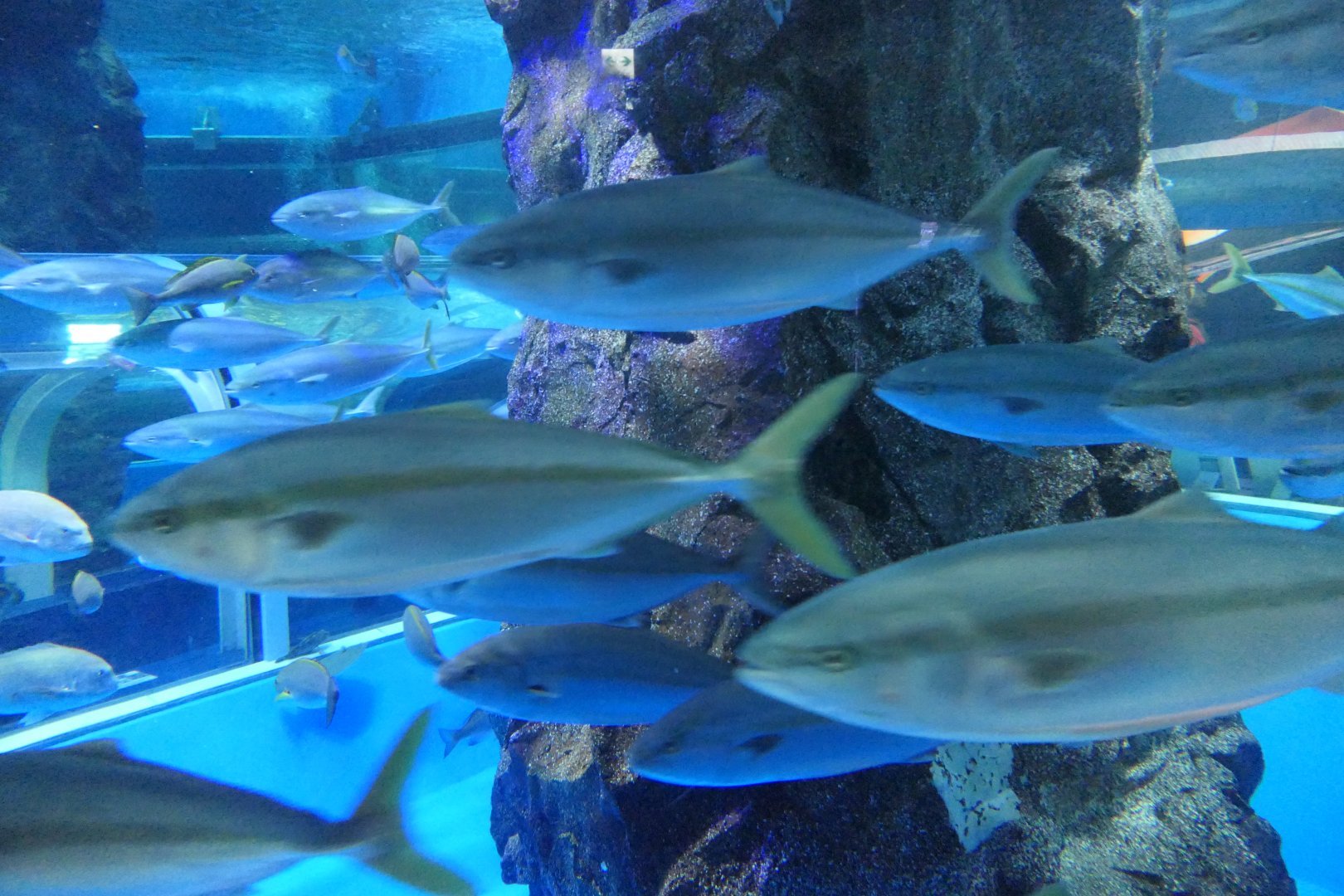 Japanese Amberjack (Seriola quinqueradiata) - Uozu Aquarium