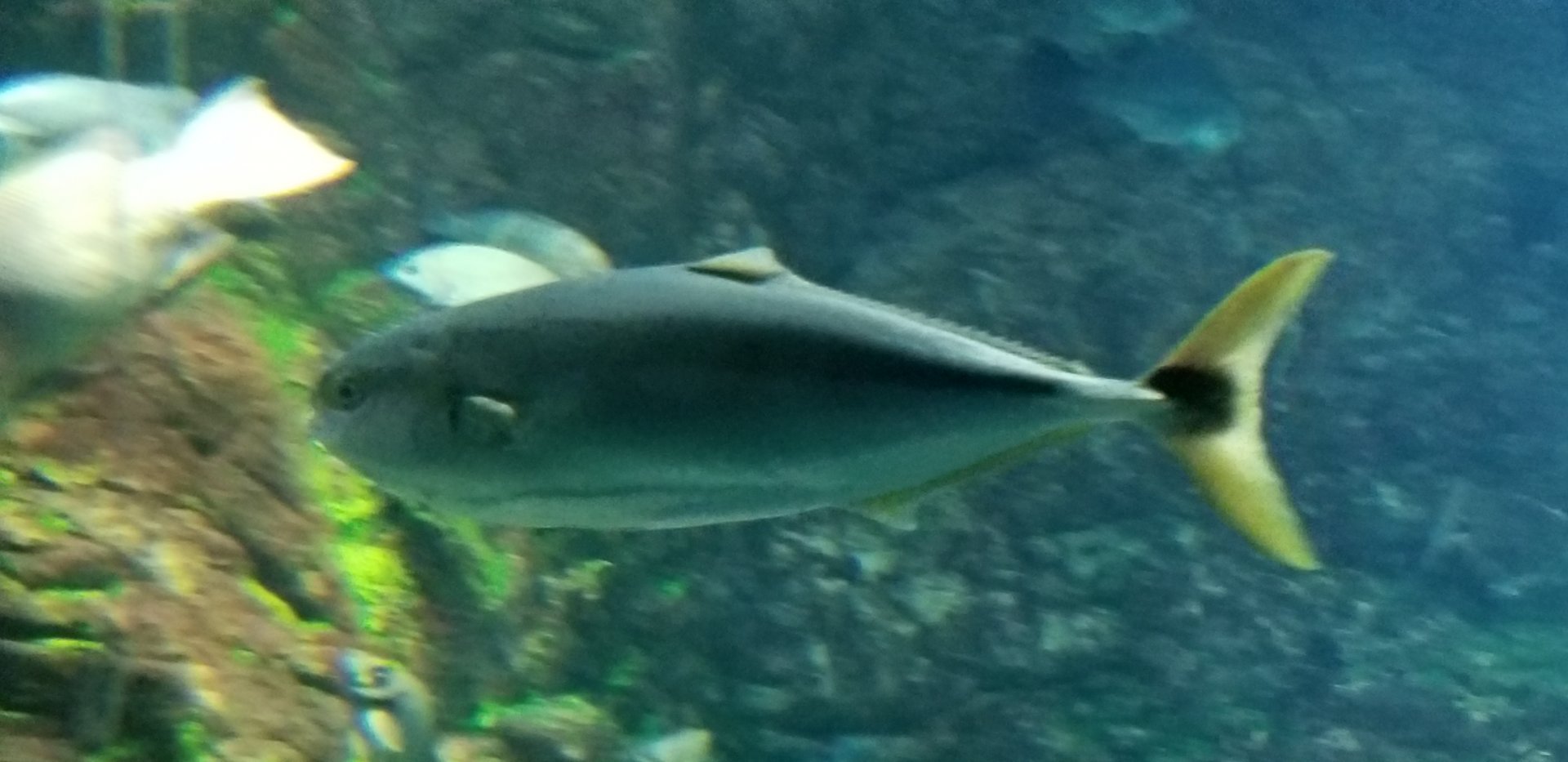 Japanese Amberjack